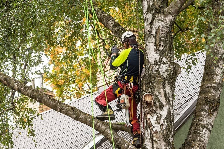 Complete Tree Health Assessment Image 2 | Mcguire Tree Service and Land Clearing Complete Tree Health Assessment Image 2