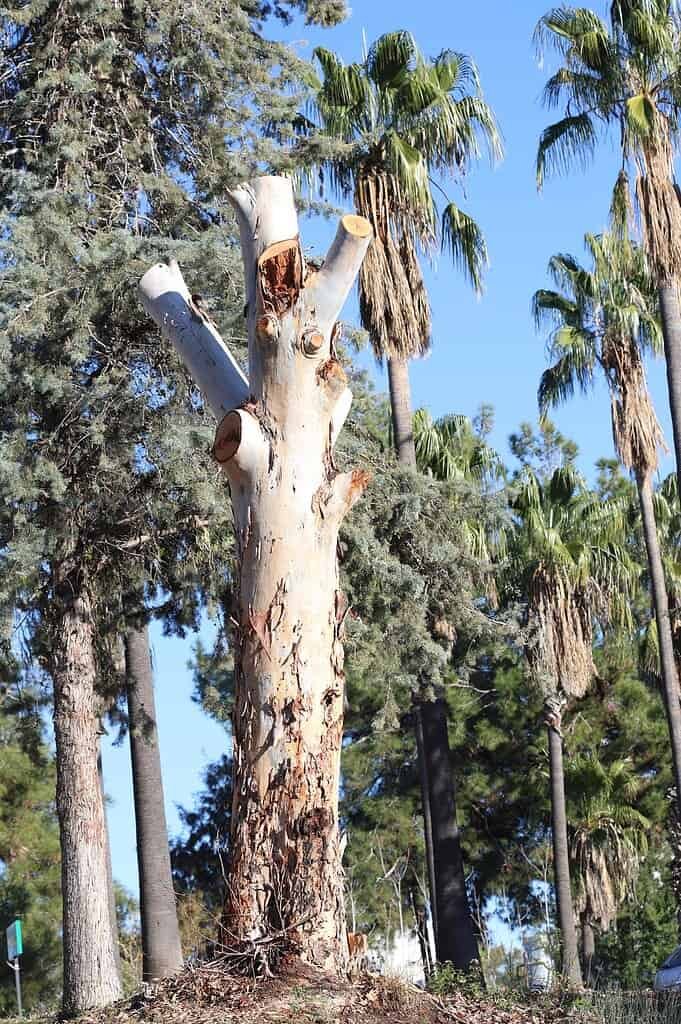 Complete Tree Health Complete Tree Health Assessment FAQ Image | Mcguire Tree Service and Land Clearing Complete Tree Health Complete Tree Health Assessment FAQ Image