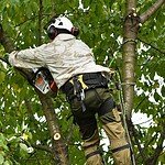 Complete Tree Health Assessment