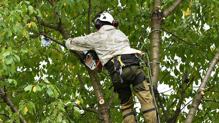 Complete Tree Health Assessment | Mcguire Tree Service and Land Clearing Complete Tree Health Assessment