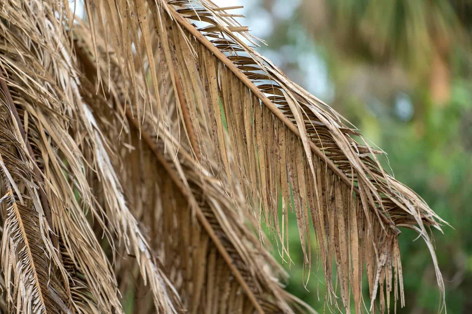 Dead Palm Tree | Mcguire Tree Service and Land Clearing Dead Palm Tree