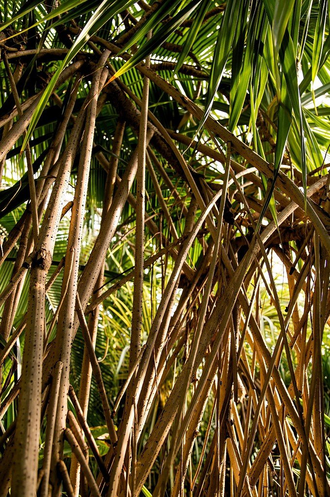 Diseased Tree and Pest Control FAQ Image | Mcguire Tree Service and Land Clearing Diseased Tree and Pest Control FAQ Image