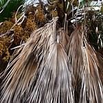 Disease and Pest Management