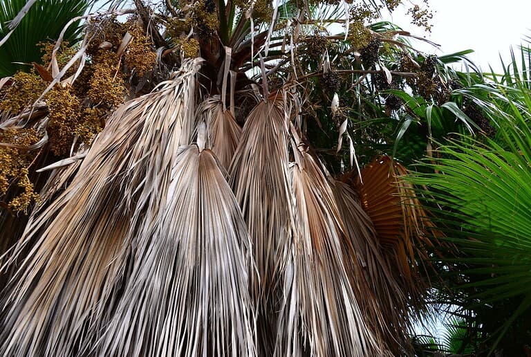 Disease and Pest Management | Mcguire Tree Service and Land Clearing Disease and Pest Management