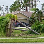 Fallen down big tree after hurricane Ian in Florida. Consequences of natural disaster