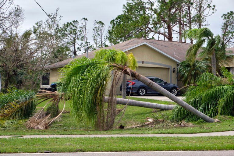 Fallen down big tree after hurricane Ian in Florida. Consequences of natural disaster | Mcguire Tree Service and Land Clearing Fallen down big tree after hurricane Ian in Florida. Consequences of natural disaster