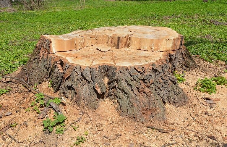 Expert Stump Grinding Stump | Mcguire Tree Service and Land Clearing Expert Stump Grinding Stump