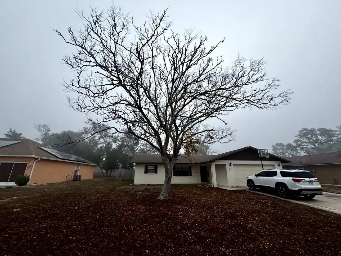 Tree Removal Services — Tree Work by McGuire Tree Service & Land Clearing in Central Florida