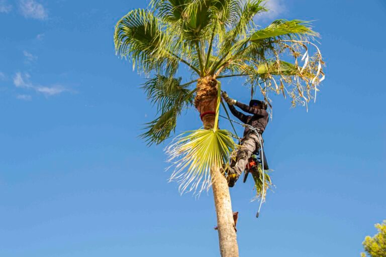 High altitude pruner working at the top of a palm tree | Mcguire Tree Service and Land Clearing