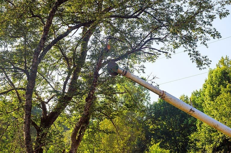 Lumberjack cutting branches on tree use a telescopic trimming blade saw. | Mcguire Tree Service and Land Clearing