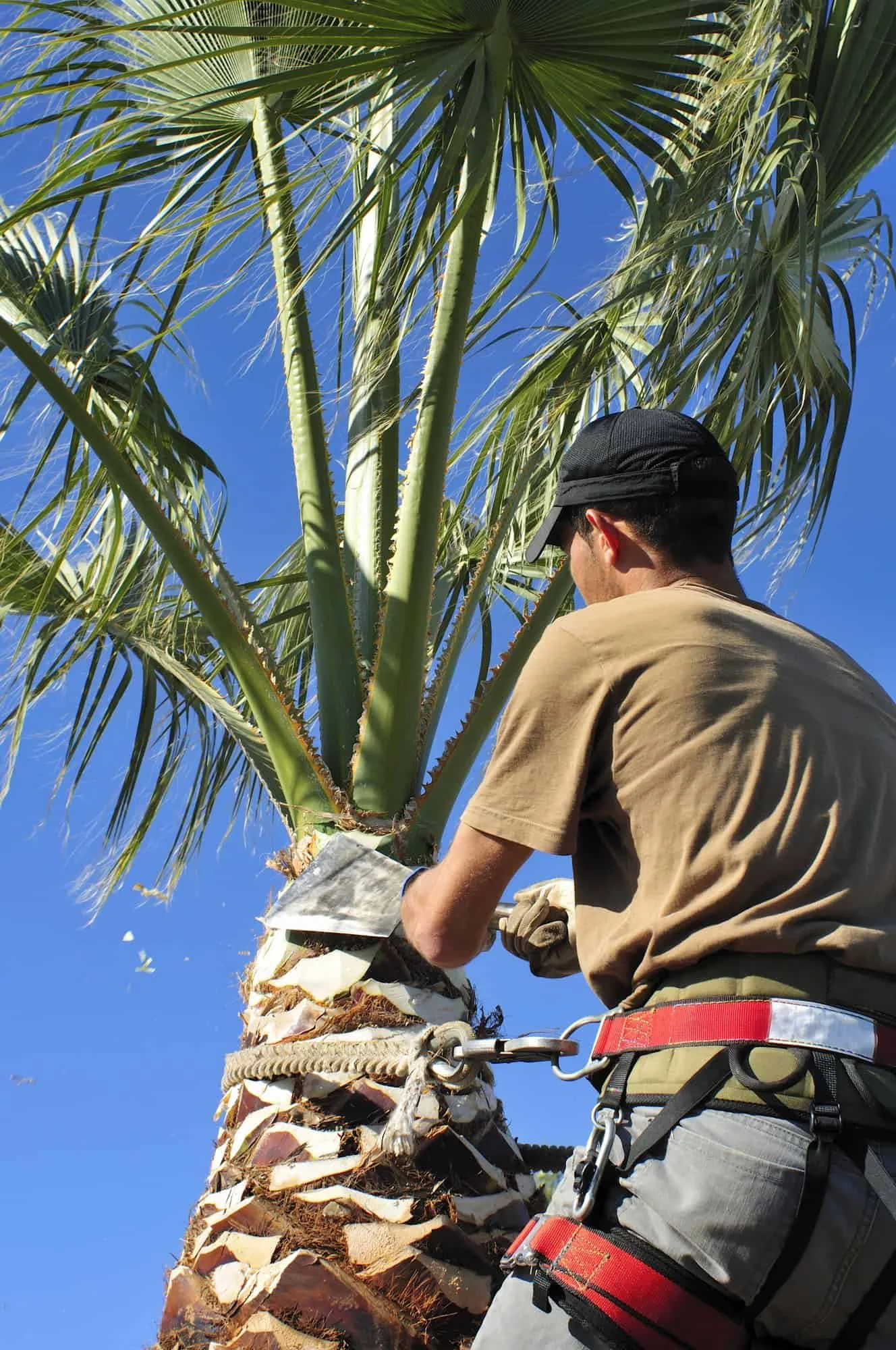McGuire crew member pruning a palm tree in a climbing harness in Central Florida