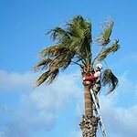 Professional Palm Tree Removal