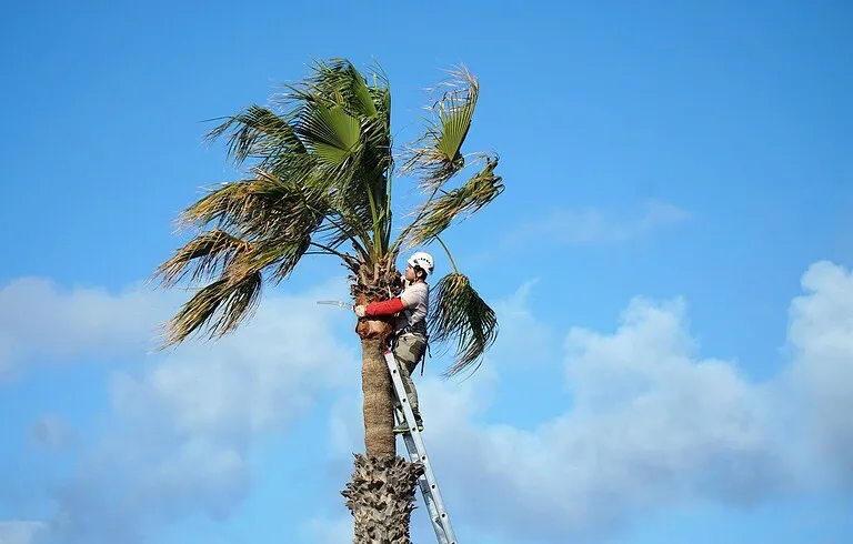 Professional Palm Tree Removal