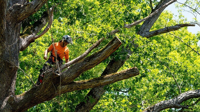 Professional Tree Removal | Mcguire Tree Service and Land Clearing Professional Tree Removal