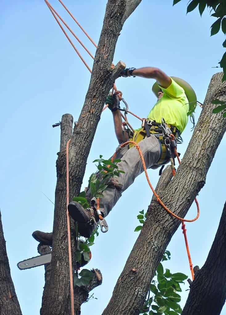 Professional Tree Removal FAQ Image | Mcguire Tree Service and Land Clearing Professional Tree Removal FAQ Image